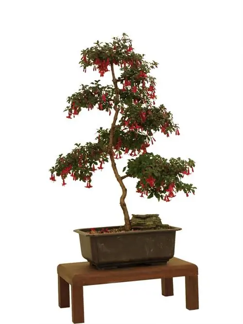 Cultivar fúcsia com a bonsai