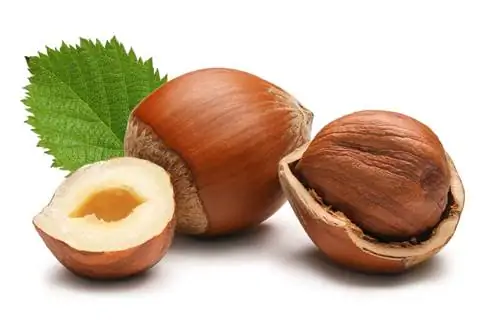 Hazelnut: How big do the trees and nuts actually get?