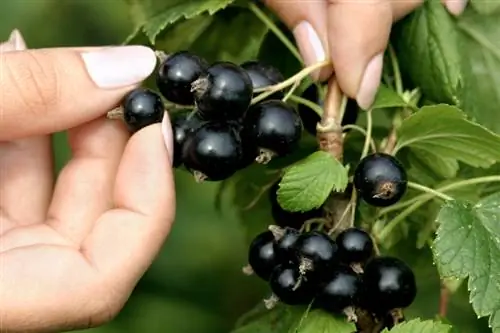 Mbolea currants