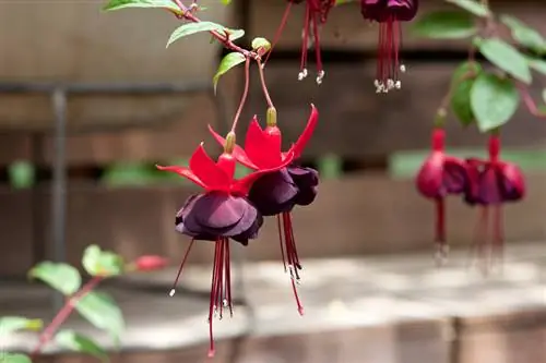 Sny fuchsias korrek en oorwinter dit: wenke en truuks