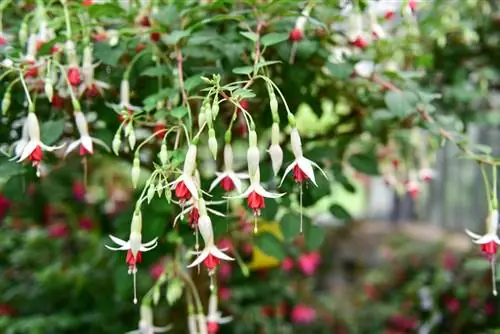 Potong fuchsia dengan betul: bila dan berapa kerap?