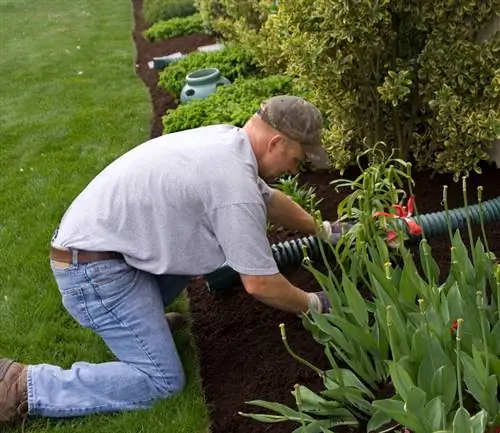 Gevaar van ryp by fuchsias: wenke en truuks vir oorwintering