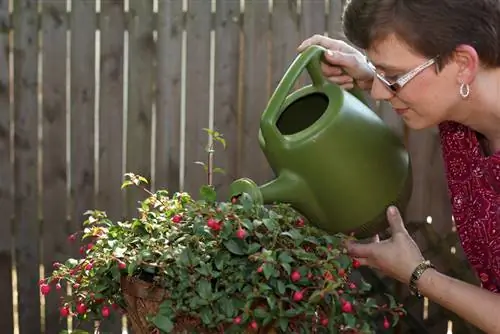 Fertilizar fucsias: Los mejores consejos para unas flores magníficas