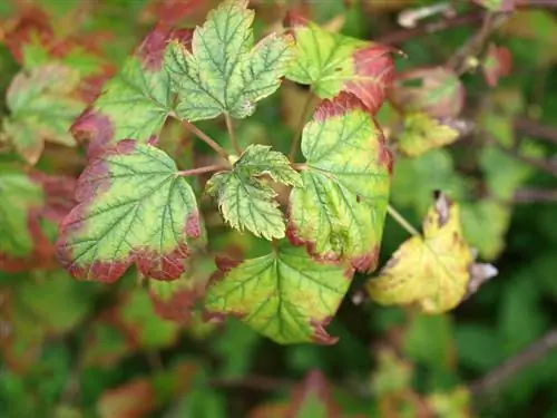 Mga Sakit sa Currant: Mga Karaniwang Problema at Solusyon