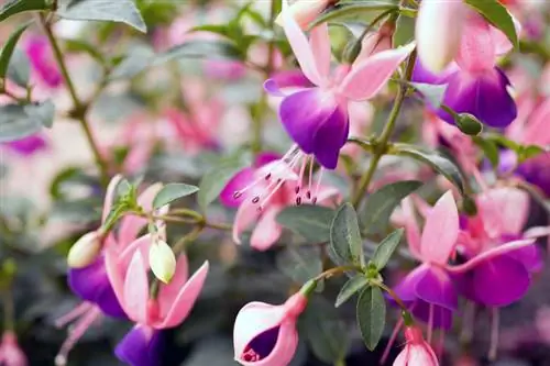 Fuchsia comestibil