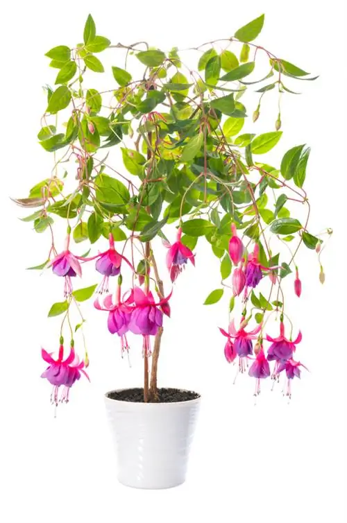 Fassinerende fuchsia romp: versorging, sny en ligging