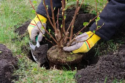 Propagare il ribes attraverso talee