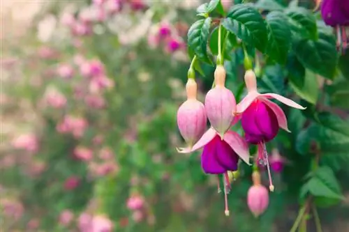 Variedades fucsias resistentes para el jardín: una selección