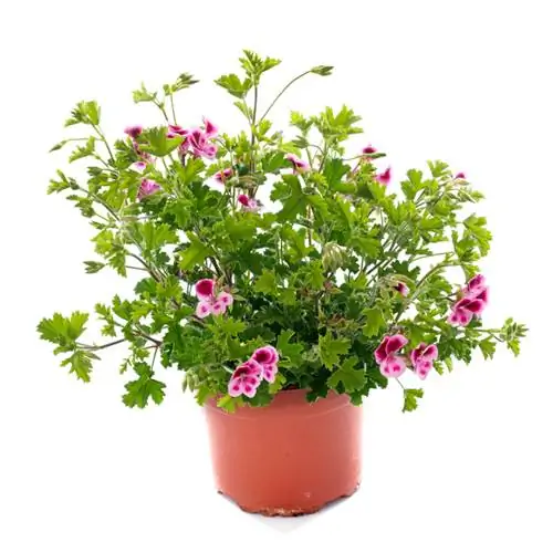 Scented geranium txiv qaub: Qhov no yog qhov kev saib xyuas zoo li cas