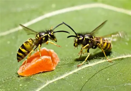 How effectively do scented geraniums protect against annoying wasps?