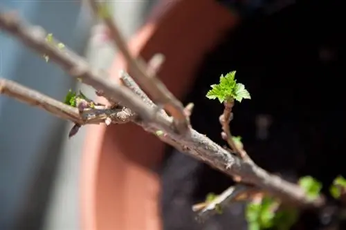 Paramihin ang mga currant sa pamamagitan ng paghugpong