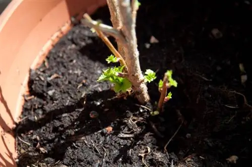 Aalbessen transplanteren