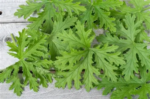 Geurende geranium snoeien