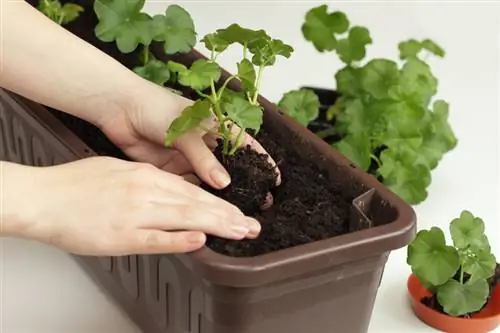 Rozmnażanie wiszących pelargonii: Wyjaśniono dwie proste metody