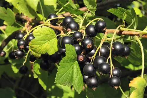 Caring for the standard currant trunk: pruning made easy