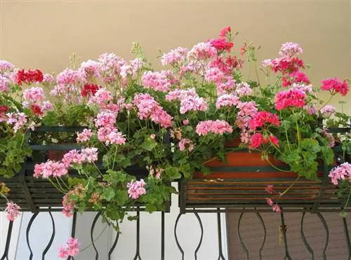 በረንዳ ላይ የተንጠለጠለ geranium