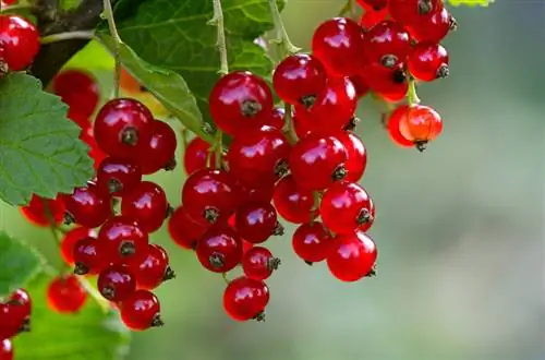 Groselles: La ubicació òptima per a fruites dolces