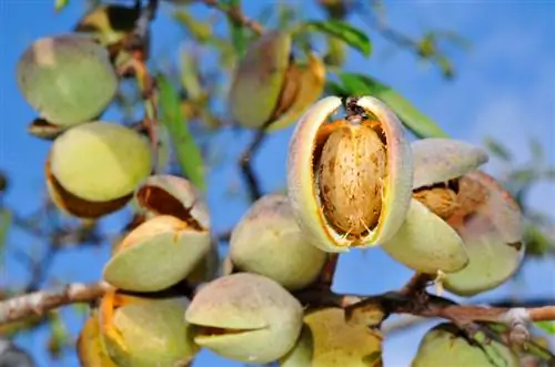 Plant almond tree