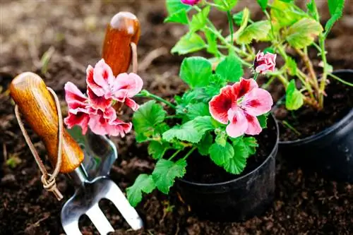 Teisingai pasodinti kabančias pelargonijas: kas svarbu?