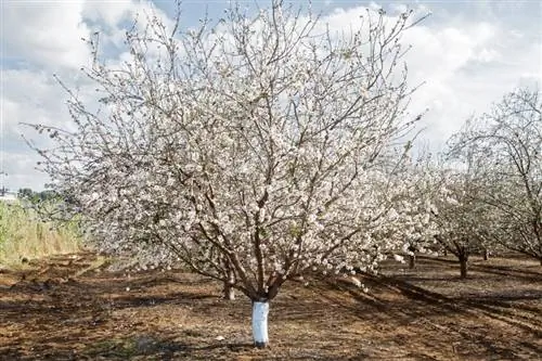 Utunzaji wa mti wa almond