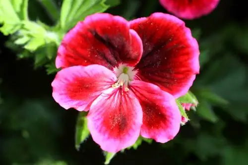 Geranium növləri