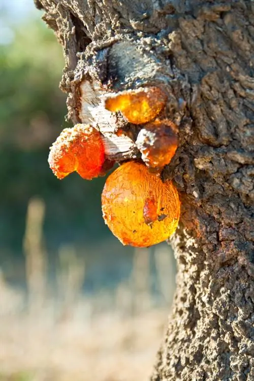 Enfermedades del almendro