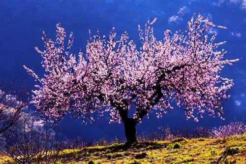 Cutting almond tree