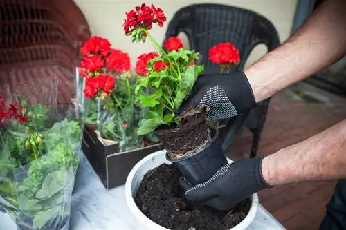 Plant geraniums: This is how they thrive on your balcony