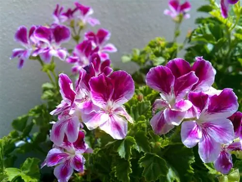 Hanging geraniums: Which varieties suit your balcony?