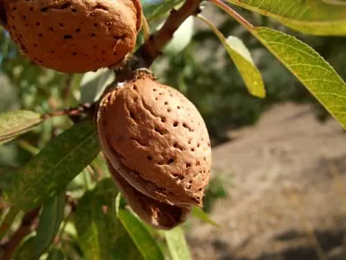 Նուշի բերքահավաք