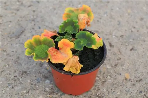 Pelargonium siektes