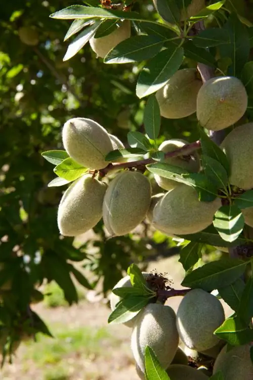 Almendras para la intolerancia a la histamina: ¿se permite comer con moderación?