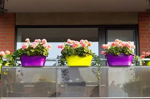 Pelargonium balcony