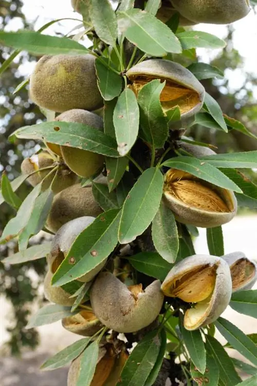 Fruita d'ametlla valuosa: una delícia culinària versàtil