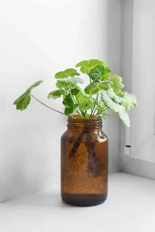 Բազմացնել pelargoniums