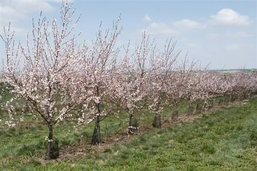 Նեկտարի ծառի էտում