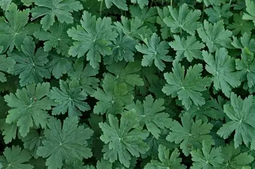 Ang Pelargonium ay hindi namumulaklak