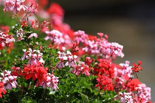 Pelargonije: popoln čas cvetenja za bujno poletno razkošje