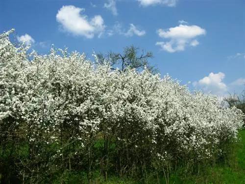 Sadzić tarninę