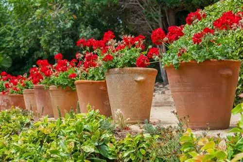 Geranium Locatie: Zonnig en warm voor prachtige bloemen