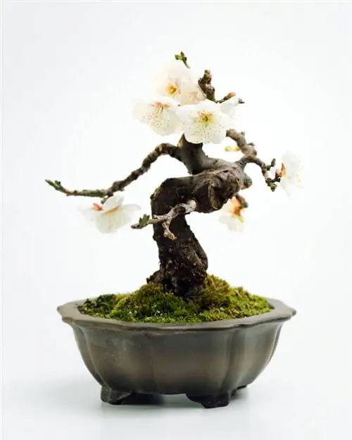 Juodųjų erškėčių bonsai