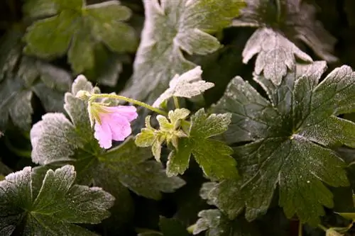 Prezimovanje pelargonij zunaj: nasveti in triki