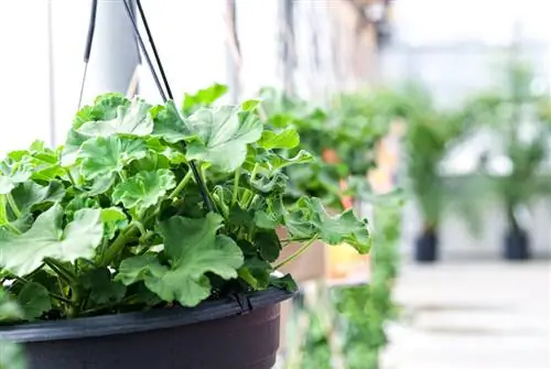 Hang pelargoniums over the winter