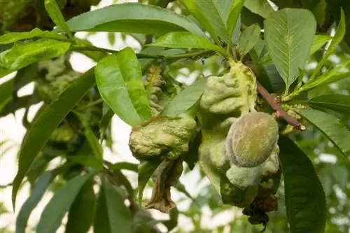 Albero di nettarine: riconosce e combatte la malattia del ricciolo