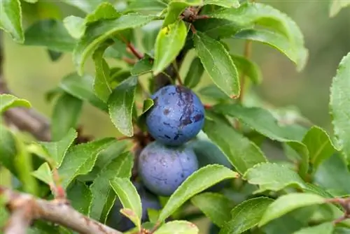 Blackthorn թունավոր