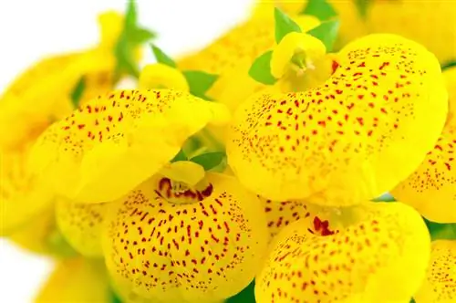 Hvornår blomstrer hjemmesko blomster? Udforsk deres storhedstid