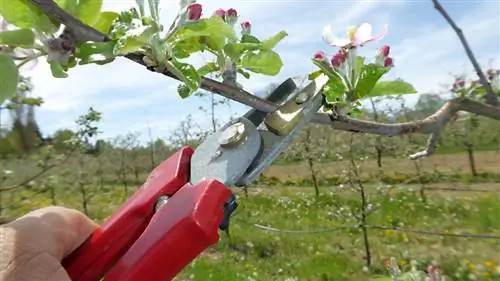 Gənc alma ağaclarının budaması