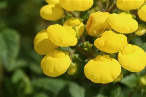 Innaffia il fiore della pantofola