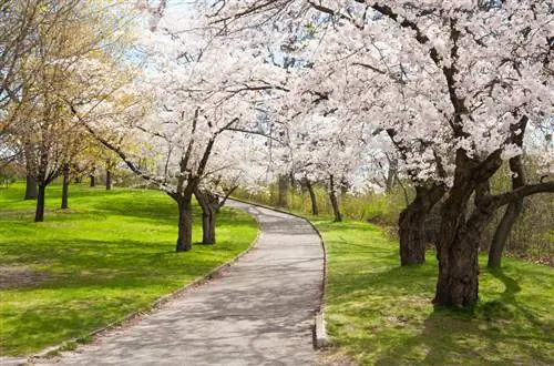 Kersenboom lente