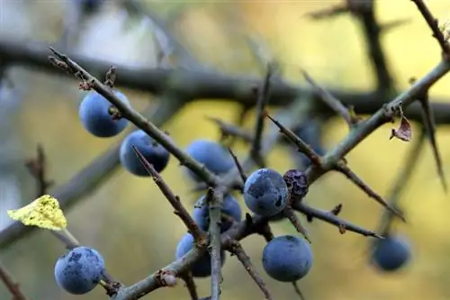 ब्लैकथॉर्न फल